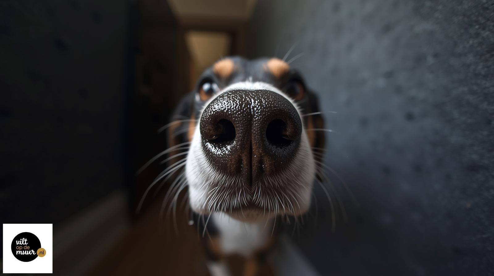 snuit van een hond, wolvilt is gemakkelijk schoon te deppen